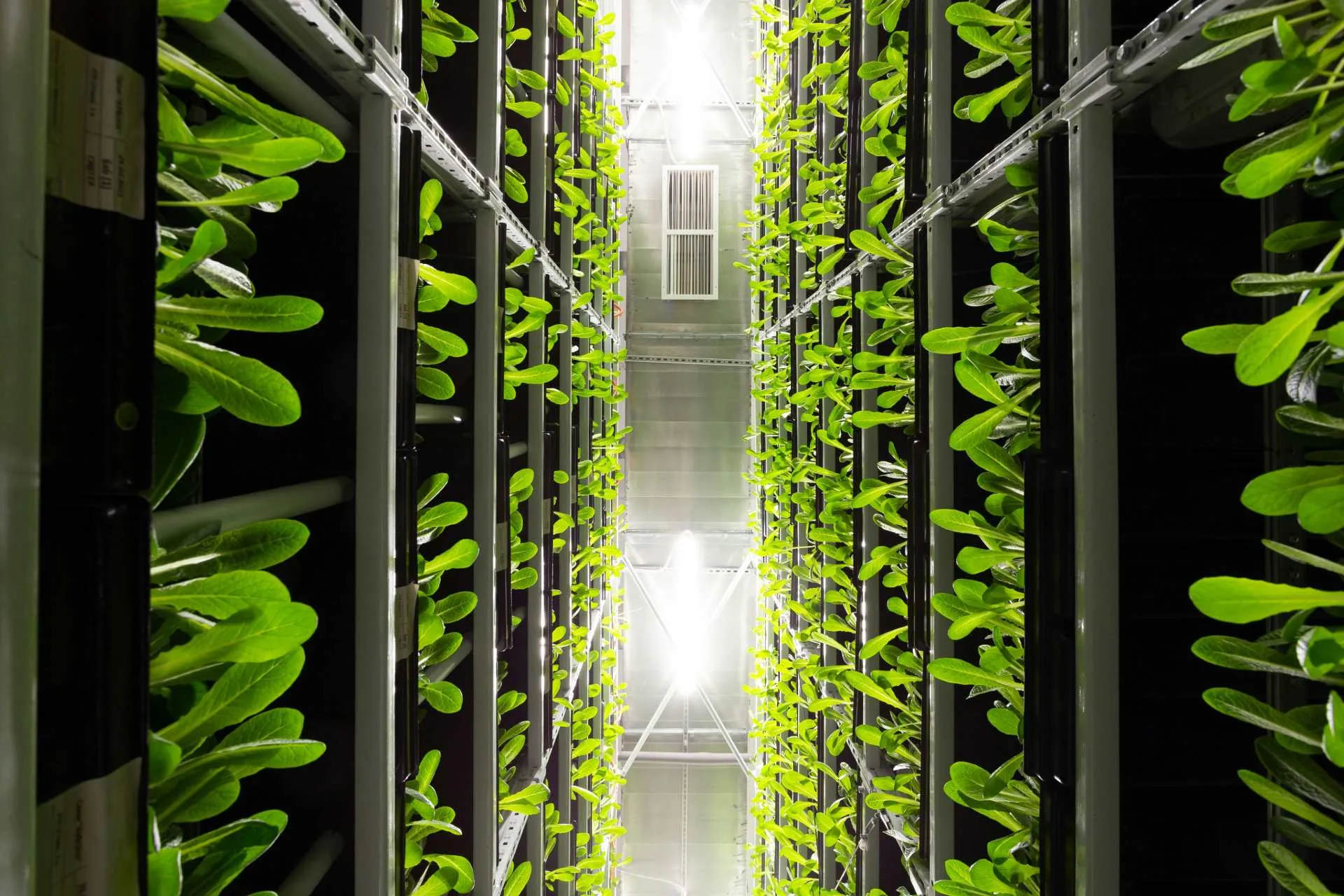 Vertical farm racks of leafy greens under grow lights
