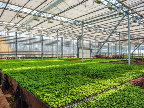 Commercial greenhouse with benches of seedlings under a glass roof